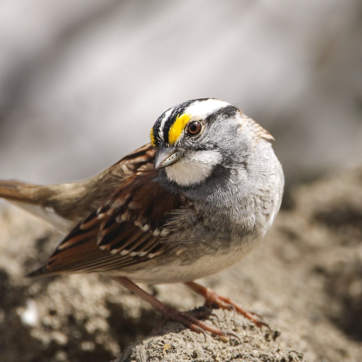 Hello cutie, your back!!! 
#whitethroatedsparrow