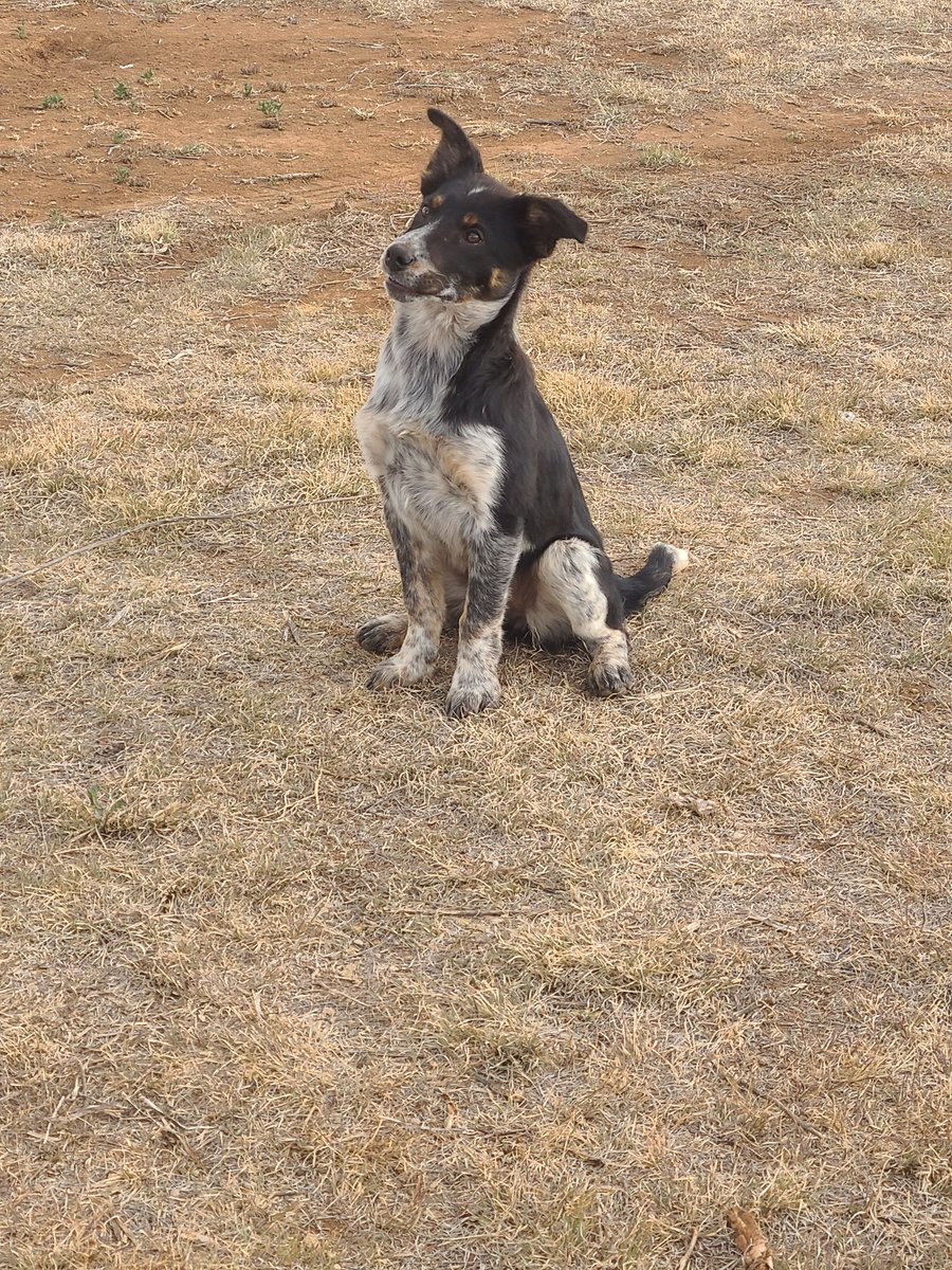 JaredDWells09's tweet photo. Looking for work. #cowdogs #bordercollies #heelers #acd  #borderheeler #justranchin https://t.co/9sGC6qzSRB