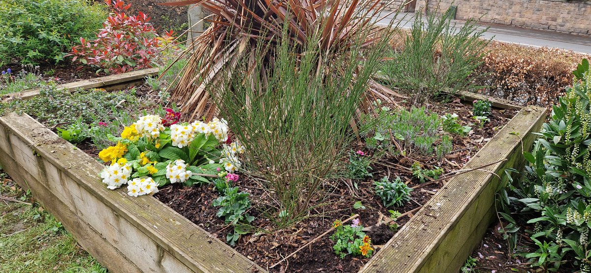MrsJLOreilly's tweet photo. A group of year 7 students really enjoyed planting flowers around the school site this afternoon @BemroseSchool https://t.co/I0zTcml2Nn