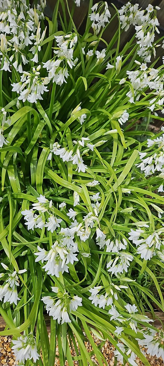 Any good recipe suggestions for wild garlic?