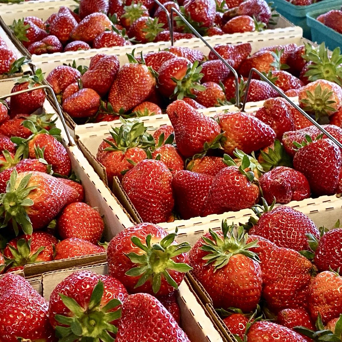 PFM_NC's tweet photo. 🌿🌻In addition to plants &amp; herbs, find locally grown greenhouse cucumbers and tomatoes, strawberries, lettuce, spring onions, teas and honey, eggs and grass-fed meats, and artisan bakery &amp; handcrafted items every Saturday 8am until noon. #farmersmarket #buylocalsupportlocal 🍓🌞 https://t.co/H6jzU2jaXO