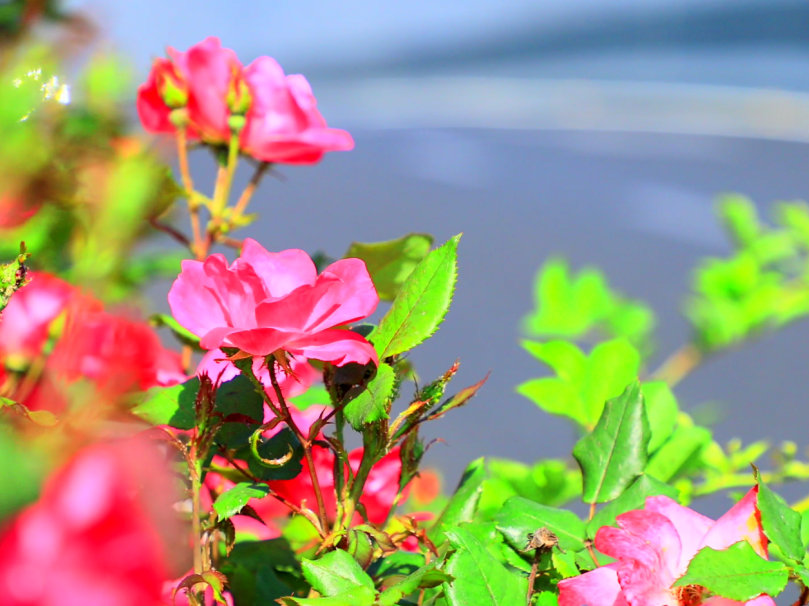 hangzhoufeel's tweet photo. 🌷🌻🌺 🌸Have you ever driven along West Wen Yi Road, the most beautiful landscape avenue in @DiscoverYuhang, #Hangzhou? The #flowers on both sides of the road are rich in variety and color. Look how they dance with the spring breeze!😍 #BeautifulHangzhou https://t.co/3Brp7IzTId
