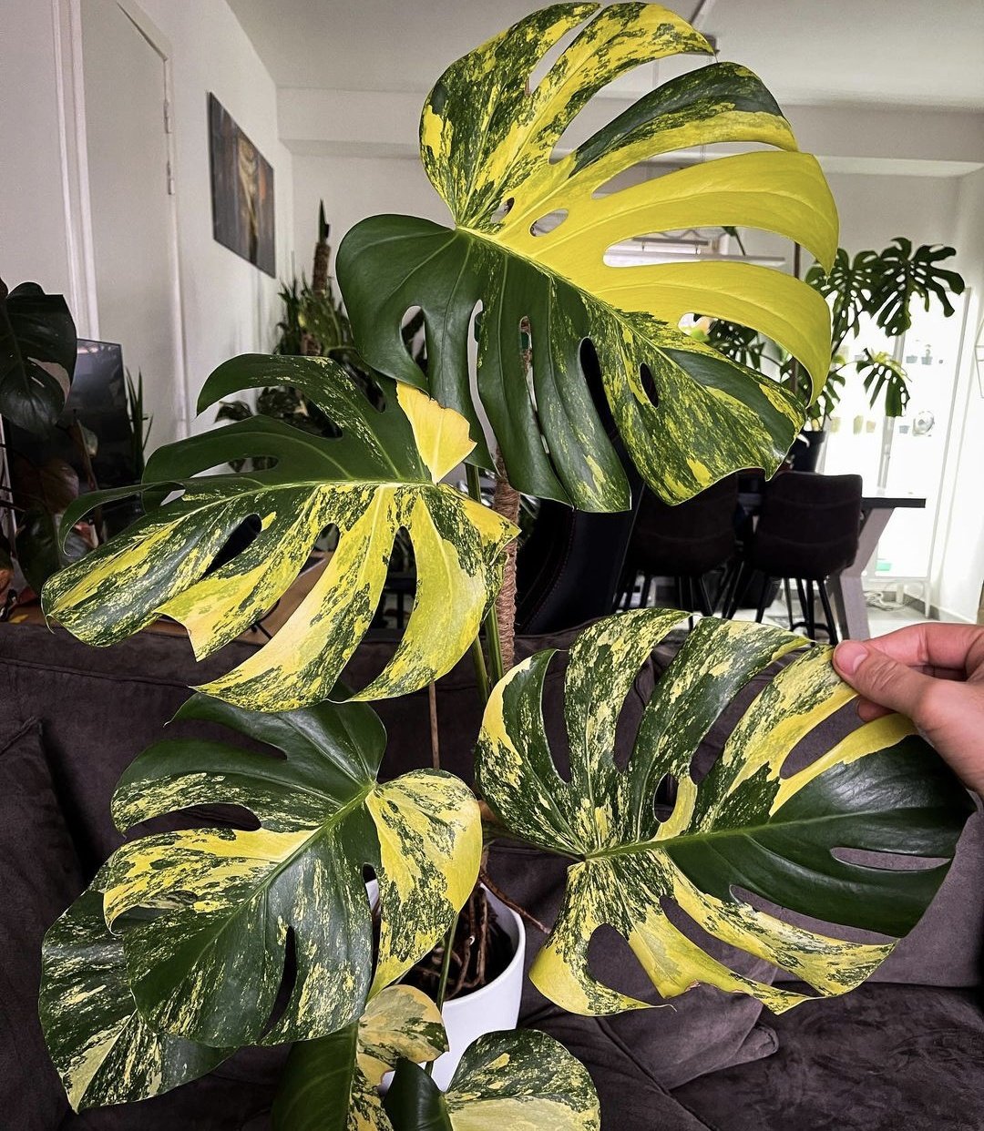 Houseplant Hobbyist در X: «Monstera Deliciosa aurea yellow