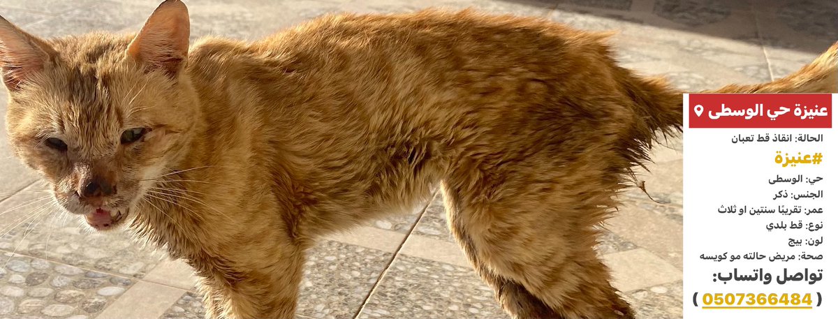 حالةانقاذ
قط بحاجةلعلاج
التفاصيل بالصورة
#قطط_عنيزة #قطط_ضايعه #قطط_مفقوده 
<a href="/MissingCat4/">MissingCat</a> 
<a href="/Catpeopleksa/">Cat people 🐈</a> 
<a href="/Candle310/">Candle3</a> 
<a href="/helah_abdullah/">هيله عبدالله</a> 
<a href="/JunkSoho/">ميم➰ كود خصم البداح للعود sk21</a> 
<a href="/ftomy2021/">فطومي 😻🐾🐾</a> 
<a href="/aad_fs/">ابو عادل</a> 
<a href="/smaljohani/">سعيد ابو نوره</a> 
<a href="/cats2017_/">🇸🇦 Abdullah</a> 
@soundsoul369 
@malak_a__ 
<a href="/Bnota1886/">🐾 shooji cat ⚖</a> 
<a href="/resqueingcats/">قطط مفقوده وتبني شمال الرياض</a> 
<a href="/lostnfound_sa/">Lost & Found Pets in KSA</a> 
<a href="/TIT6Be3e8CSpJgO/">ام البسس 😻😻 المدينه المنوره 😻</a>