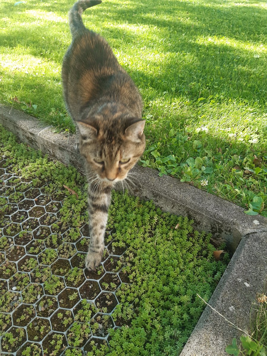 fanambri's tweet photo. Bella est contente que ça fasse beau. https://t.co/qsFjhtQi1y
