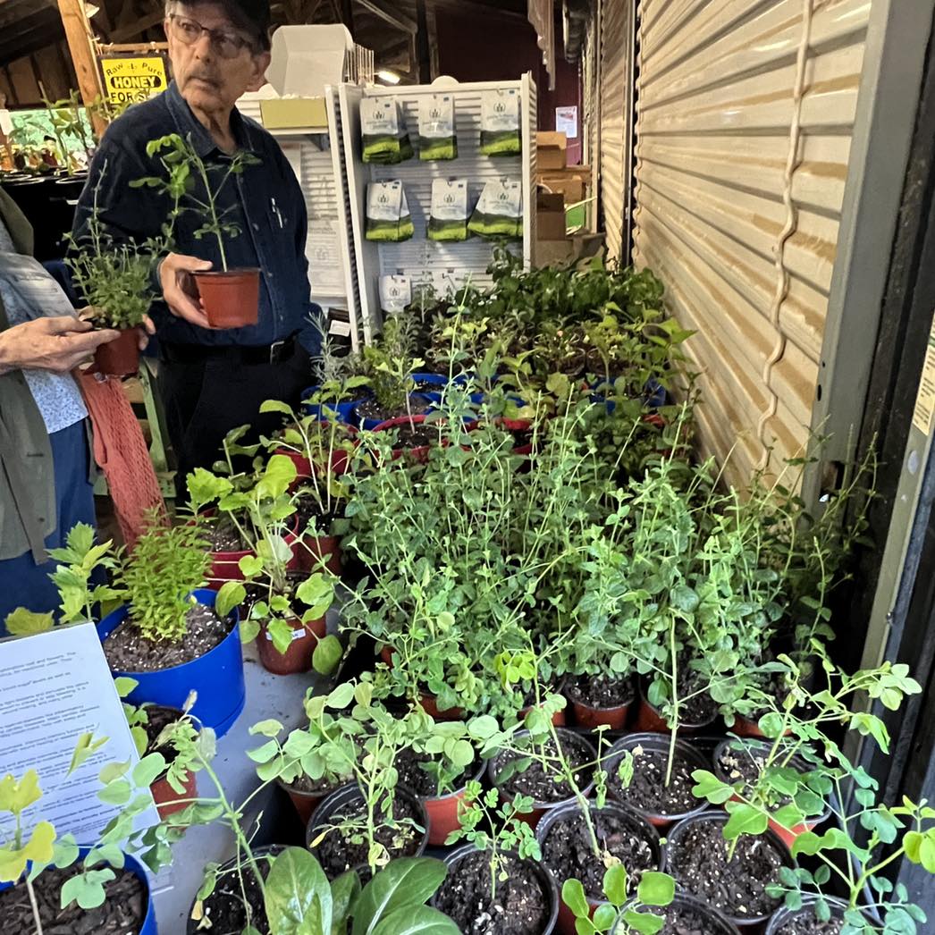PFM_NC's tweet photo. 🌿🌻In addition to plants &amp; herbs, find locally grown greenhouse cucumbers and tomatoes, strawberries, lettuce, spring onions, teas and honey, eggs and grass-fed meats, and artisan bakery &amp; handcrafted items every Saturday 8am until noon. #farmersmarket #buylocalsupportlocal 🍓🌞 https://t.co/H6jzU2jaXO