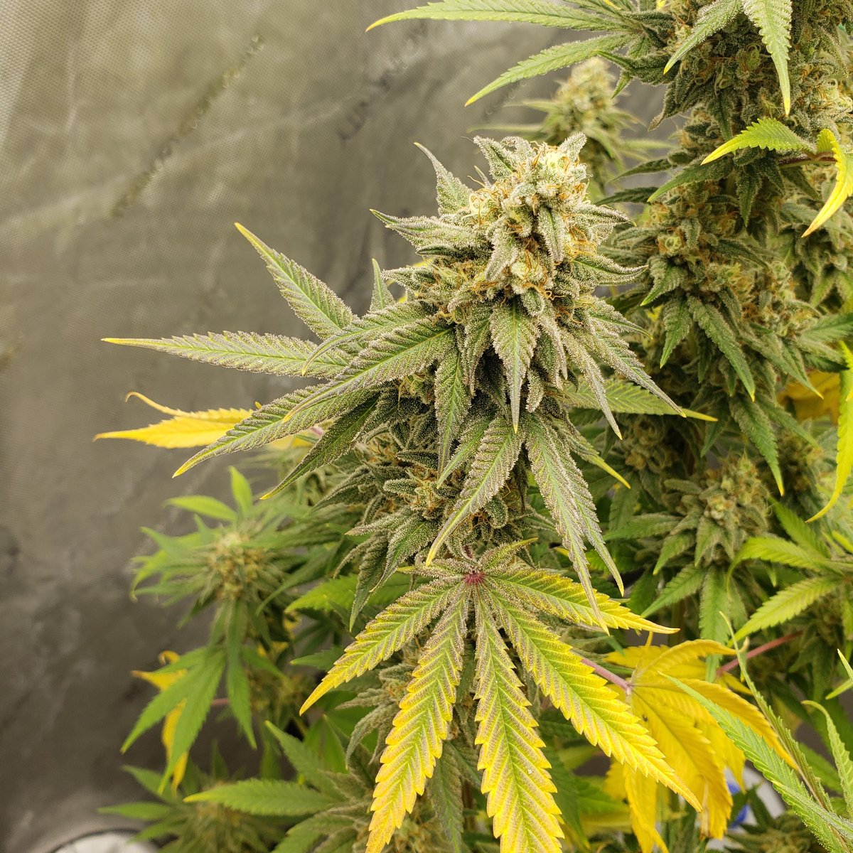 Gpad78's tweet photo. Close up of Cherry Pie.. the fade is coming in nice https://t.co/GTtSi1AQvU