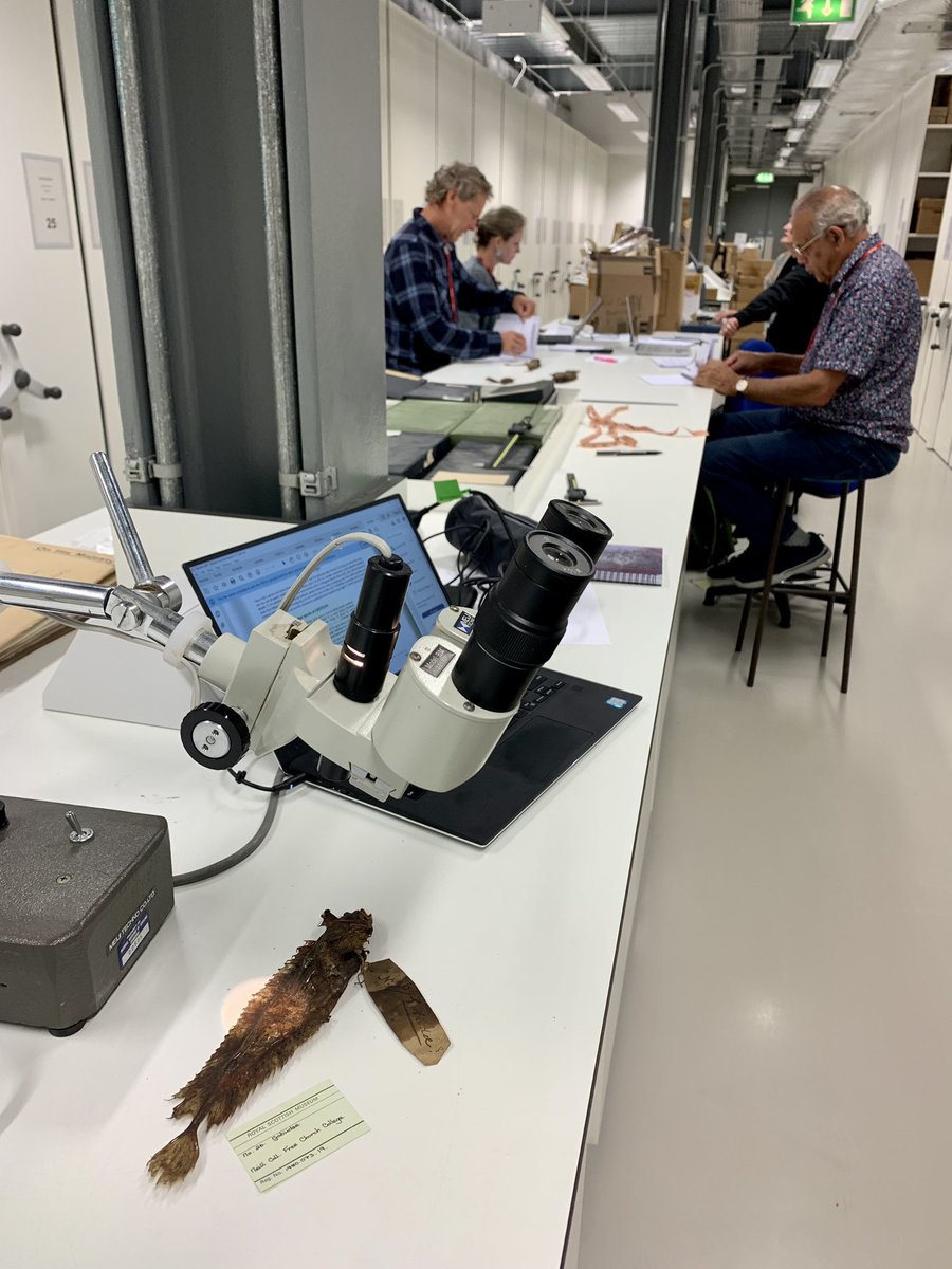 WestOzFish's tweet photo. Catching up on a great week at National Museum of Scotland collections. Here I’m identifying 180 year old specimens from West. Aust. while the rest of the #entangledknowledges team are interpreting Menang language, knowledge and culture as well as historical links for the fishes. https://t.co/OtfVx6yy5p