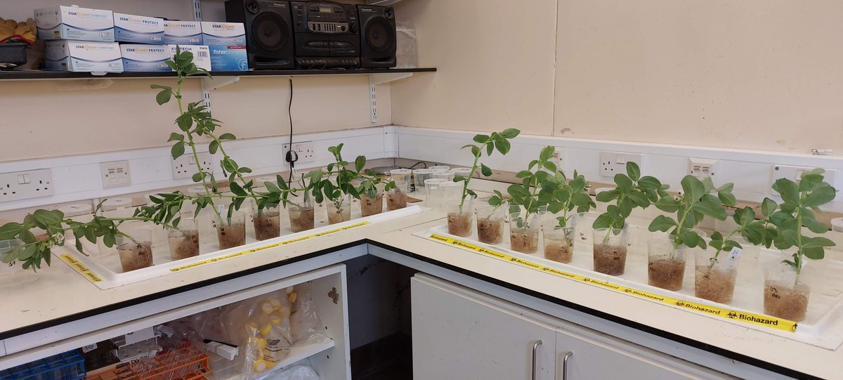 PlantEcoHutton's tweet photo. We are into the second week of harvesting plants for the @Root2Res experiment on #rhizosphere phenotyping. This week its #Faba beans 🫘@JamesHuttonInst https://t.co/tbMaCRcHMi