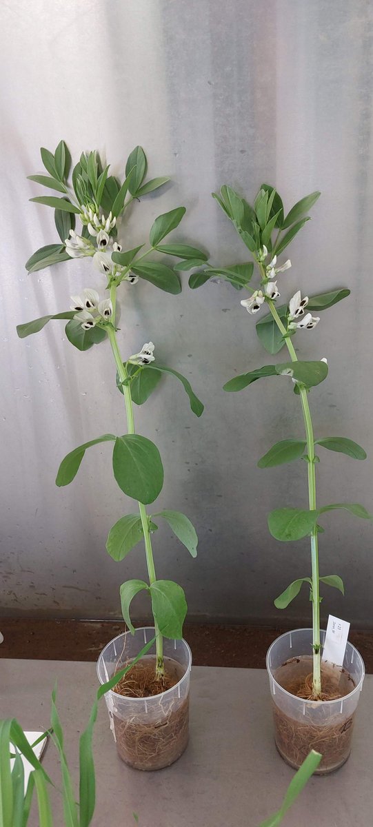 PlantEcoHutton's tweet photo. We are into the second week of harvesting plants for the @Root2Res experiment on #rhizosphere phenotyping. This week its #Faba beans 🫘@JamesHuttonInst https://t.co/tbMaCRcHMi