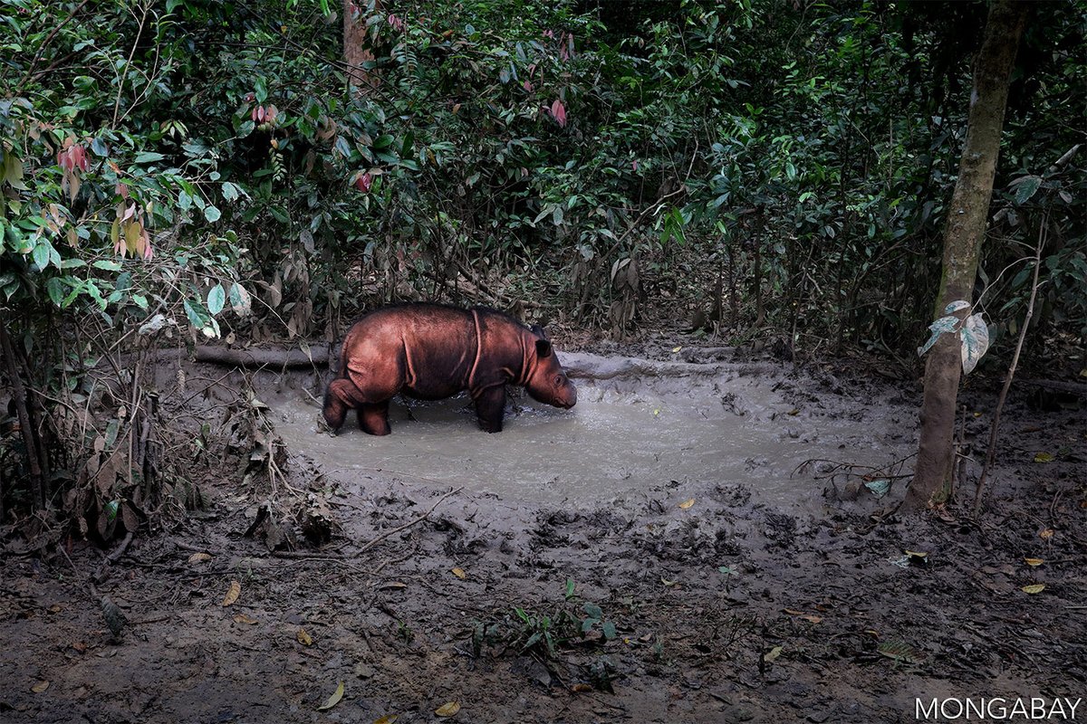 AidaGreenbury's tweet photo. “It’s shocking in this day and age that Indonesia has its forestry and environment under one ministry.

The only remaining #rhinos where there’s still evidence of breeding in the last 10 years is in the Leuser Ecosystem.”
https://t.co/VB82yIZYIR #extinction https://t.co/osHDO51jCJ