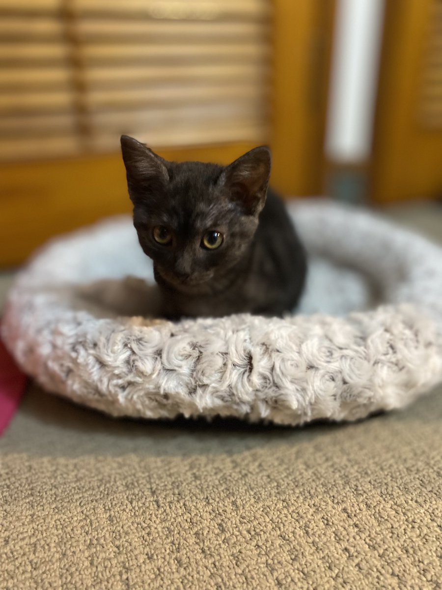 MumsKitchnChaos's tweet photo. @ohthatwelshguy Hello! Im Pickle Von Tickle https://t.co/Ij35Y3CH1K