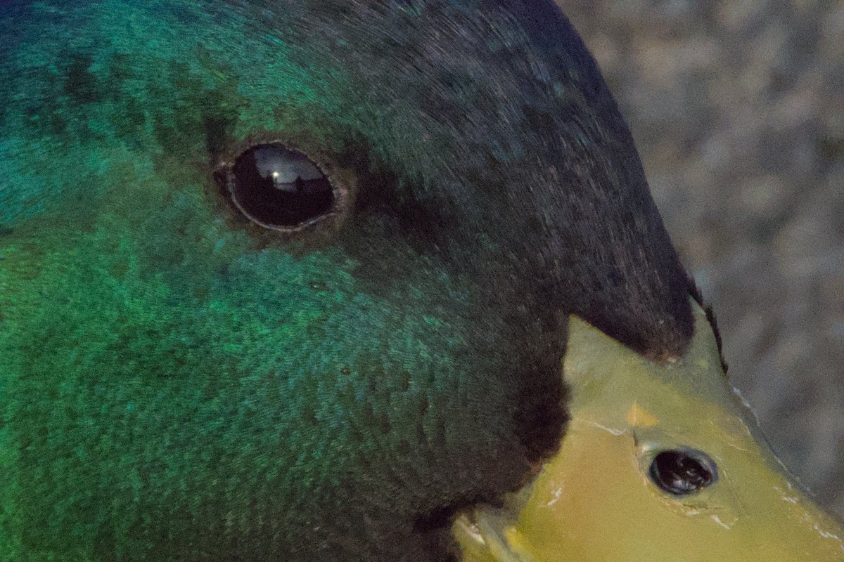 #duck #photography