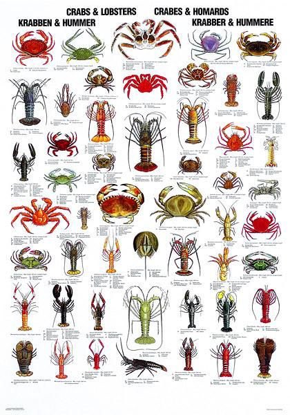 4lukeb's tweet photo. We can make Pokémon battles a real thing if we embrace underground crab fighting as a hobby https://t.co/oTgjekk3CV