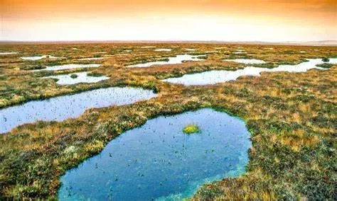 Phauna_earth's tweet photo. Saturday's #ClimateFocus:
Farmland flooding > Tree planting
Did you know? Peatlands, though covering only 3% of Earth's land, hold TWICE the carbon of all world's forests combined!
And what did we do? We turned these carbon-storing champions into cow-filled farms. 🐮 https://t.co/zz8RoXDD2q