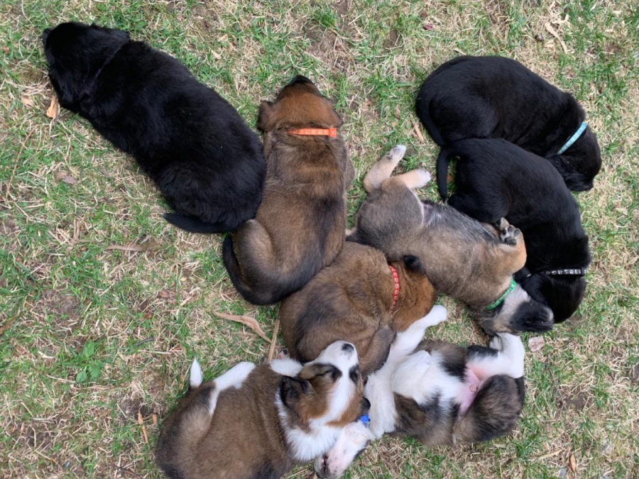 Mixed breed guardian dog
petpost.ca/pets/dogs-pupp…