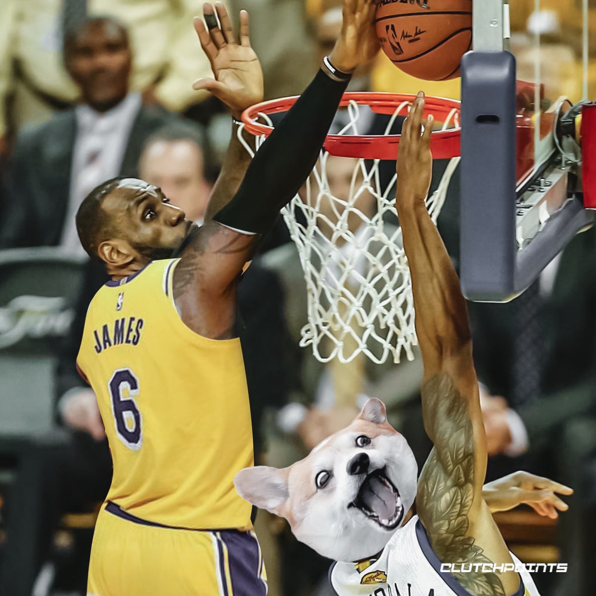 ClutchPoints's tweet photo. Corgi up for the layup- OH! BLOCKED BY JAMES!

Even a fortune-telling dog couldn’t stop LeBron in year 20 💯 https://t.co/CL2Sz1PgeV