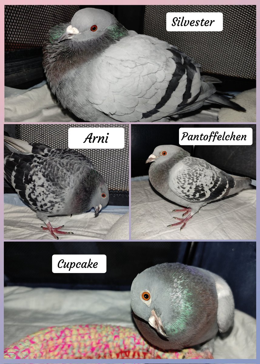 PIT_Taubenherz's tweet photo. Gestern nochmal ein Fotoshooting gemacht. Diese 4 Schnuckelchen suchen ein neues Zuhause. 🙏🏻 https://t.co/dJhFflS5mD