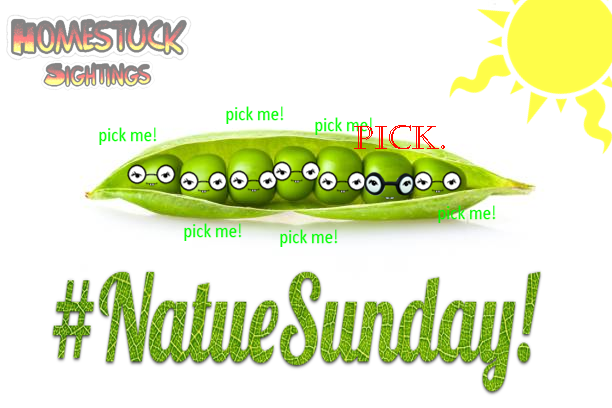 StuckieSighting's tweet photo. #NatureSunday
Woah! ๐ฏ These bunches of "jAde hardpeas" are sure to give you quite the delight! โบ๏ธ
But be careful! Choose the wrong girl pea and you will be made the fool! ๐ซฃ The obtuse one looks tasty, but don't be tricked! she is as sPicy as the lime! ๐
Happy Hunting! ๐ฅณ https://t.co/P0Abwepwiz