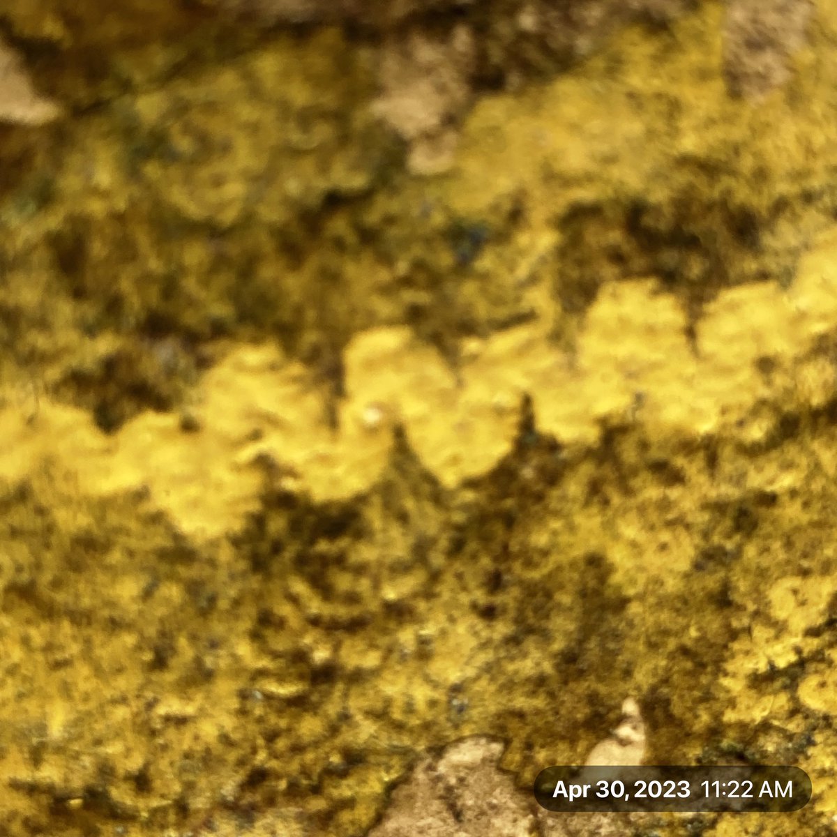 The_Earthmonk's tweet image. Snail tracks.   "The more you look, the more you will see.” - Roger Tory Peterson.  #wildlifetracker #ctnaturefans #staydirty