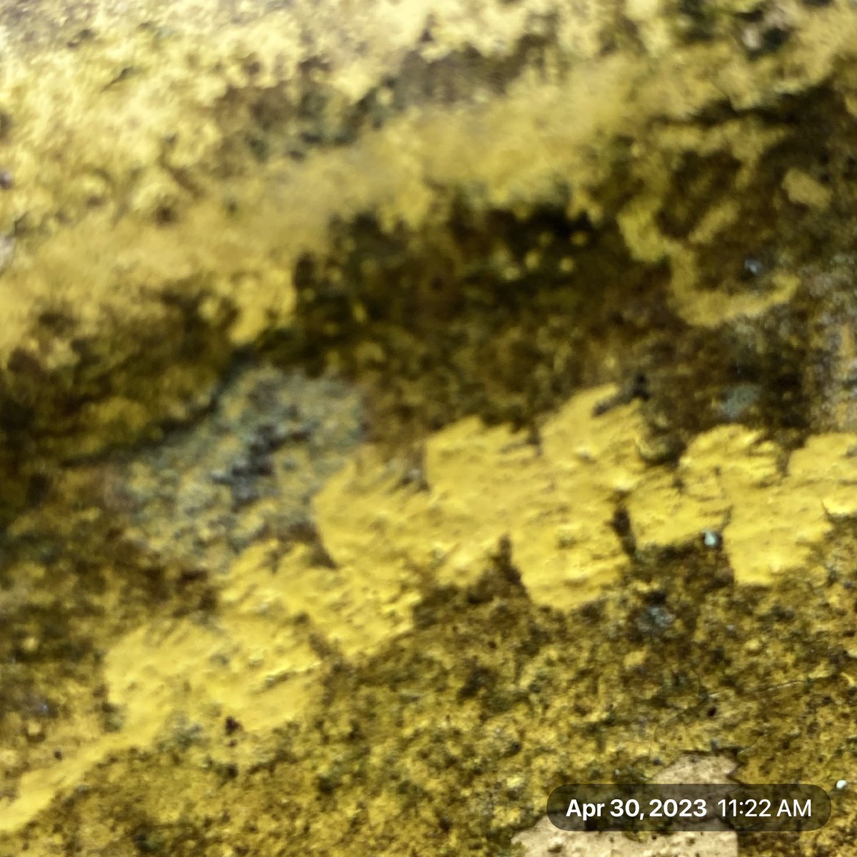 The_Earthmonk's tweet image. Snail tracks.   "The more you look, the more you will see.” - Roger Tory Peterson.  #wildlifetracker #ctnaturefans #staydirty