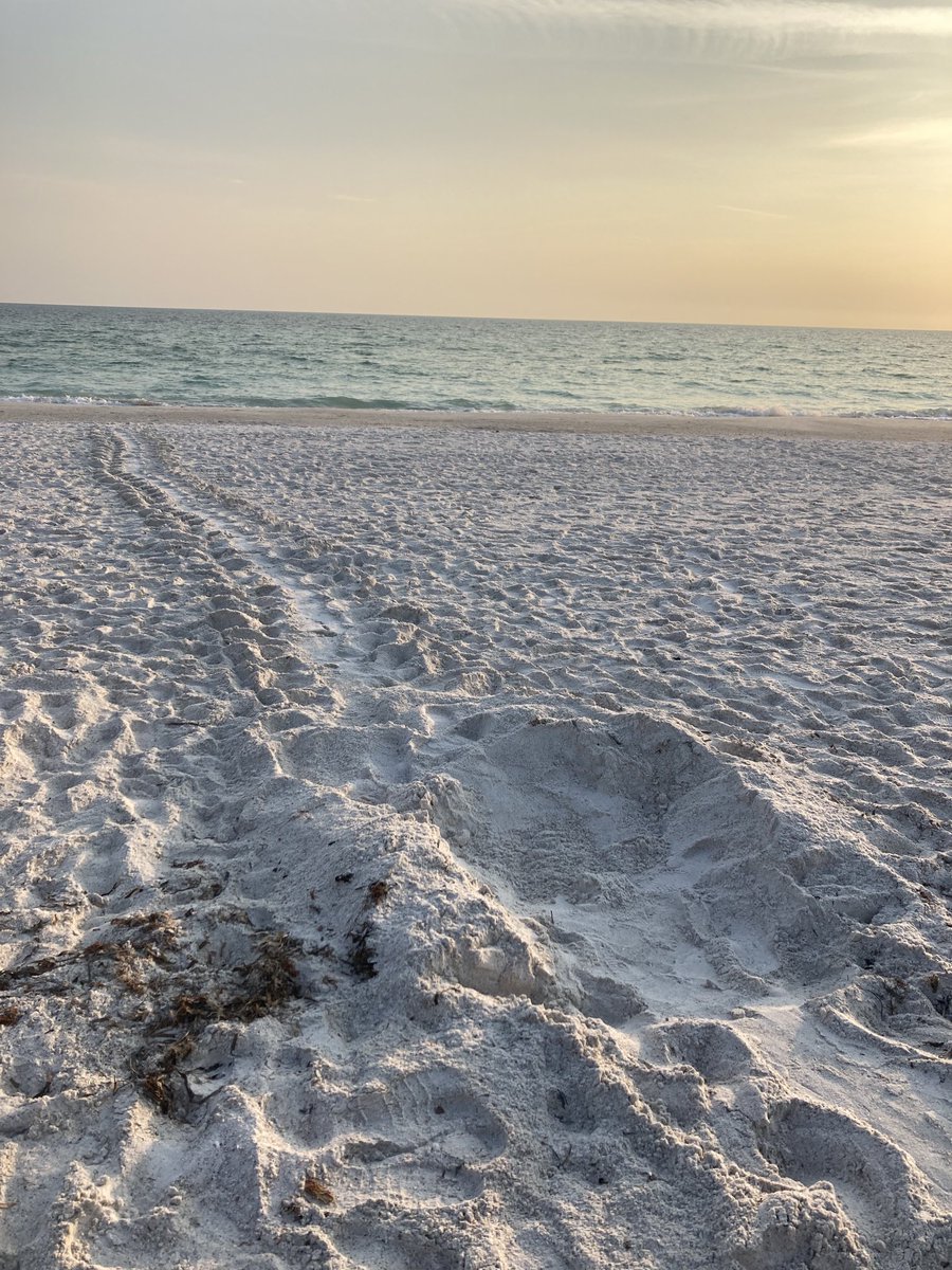 Island Unique tweet media