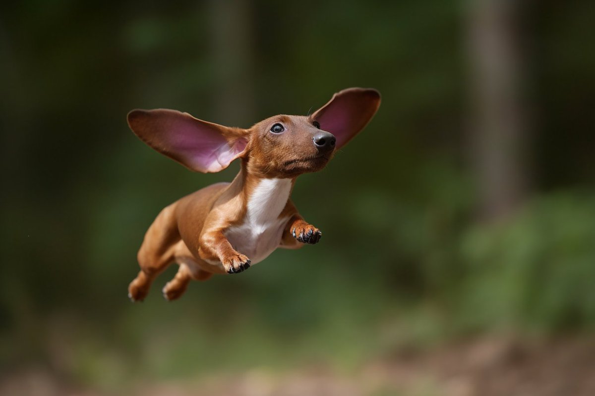daichshunds's tweet photo. You saw @lvntblsn's Überdachshund earlier today, but did you know that some regular dachshunds can actually fly, in real life?
#Midjourney #aiart #aiiFF #dailyFF #dachshund https://t.co/GaC58J6nd7