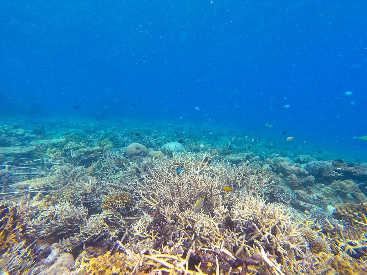 BenWilliamsSci's tweet photo. Snapped a few pics from the restored sites here in Indonesia 📸 In each you can see a few legs of reef stars poking out from underneath 🪸

See how these reefs begin in the last image - heavily degraded rubble fields mostly destroyed by bomb fishing in decades gone by 💣 https://t.co/p69ica75F6