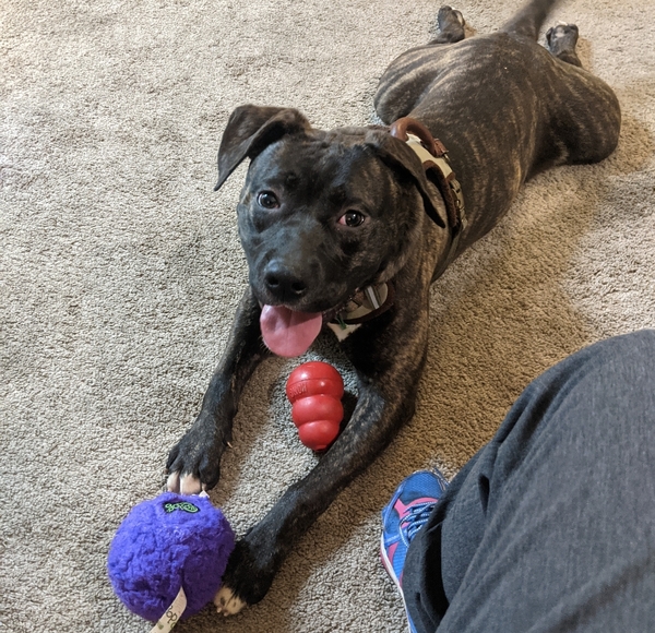#Dog #May_CCSTCA_11 will you play with me? I love toys! getpet.info/May_CCSTCA_11