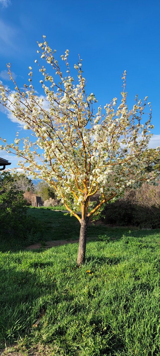 Spring has finally sprung on the ranch. I wish you could smell the crabapple blossoms! @beefinitiative #KnowYourRancher #nosprayshere #beyondorganic @modernTman