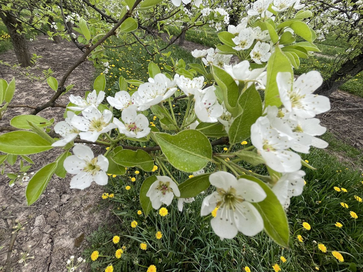 What a week here! Trees are in bloom and bees are buzzing in orchards🍎 🍐 🍑 🍒