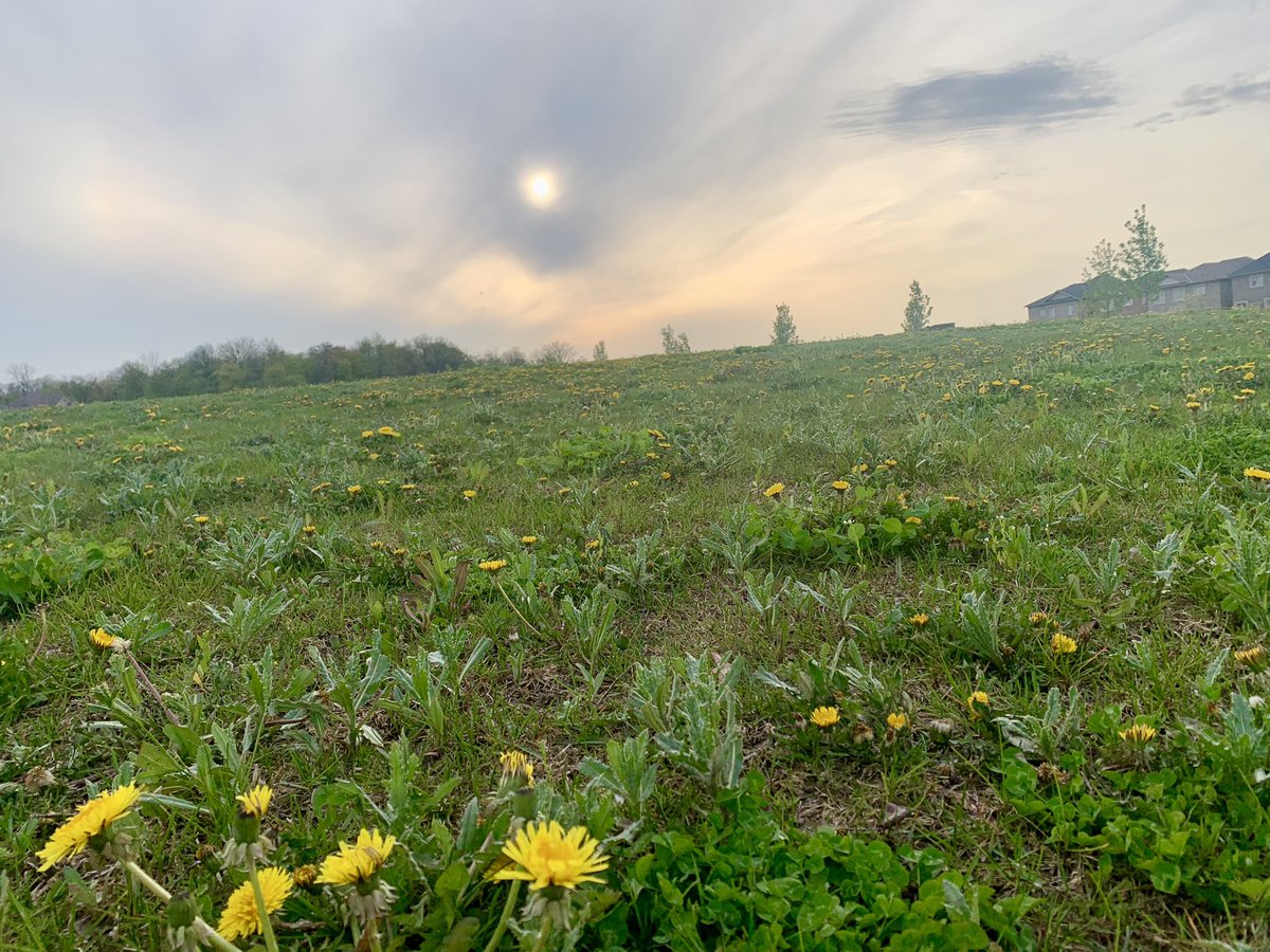 Ahmadiyya park 🌼