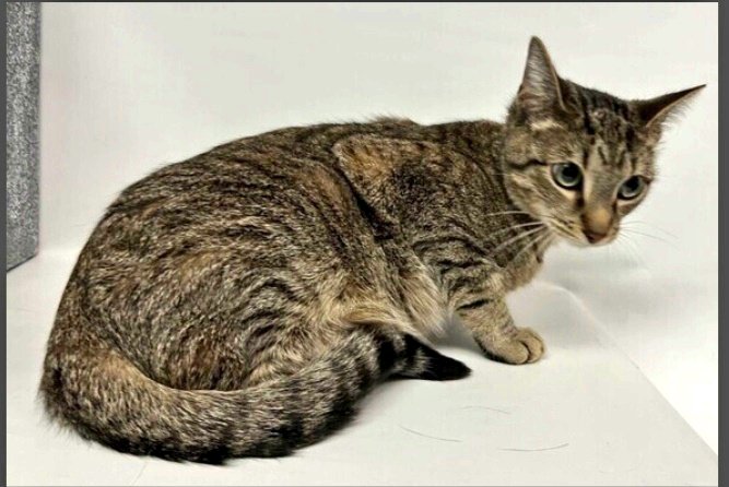 MeowMiya88's tweet photo. 🆘️😿📢🇺🇸🗽🙏Please RT to find Coco #NYC #missingcat #lostcat #Queens 
#CatsOfTwitter 🐈 https://t.co/LPsablfEkn