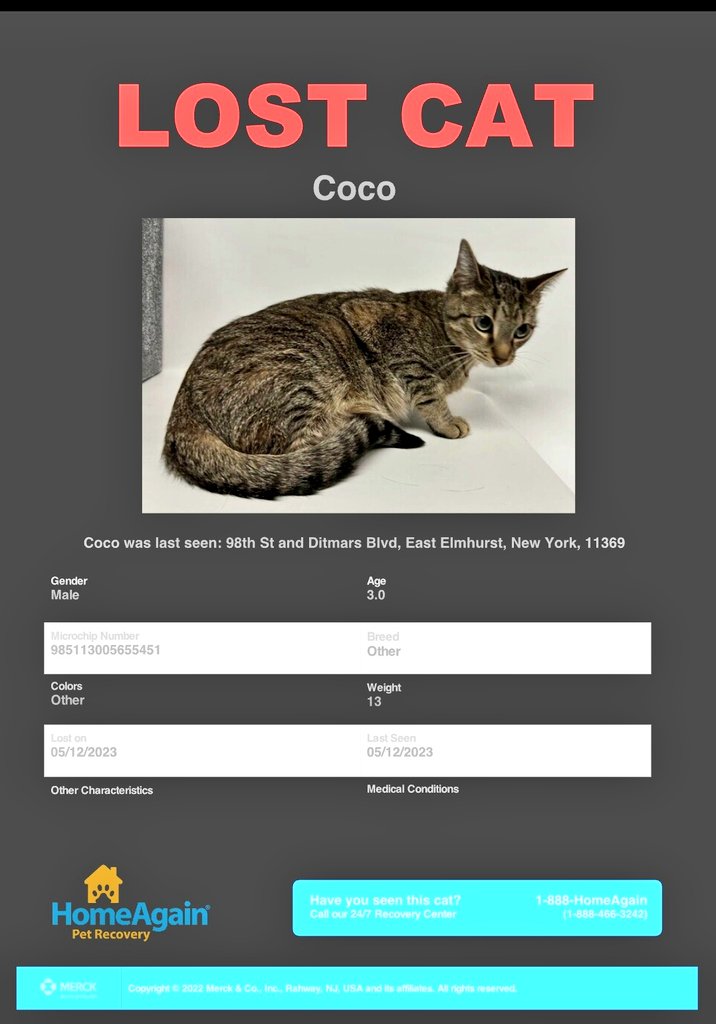 MeowMiya88's tweet photo. 🆘️😿📢🇺🇸🗽🙏Please RT to find Coco #NYC #missingcat #lostcat #Queens 
#CatsOfTwitter 🐈 https://t.co/LPsablfEkn