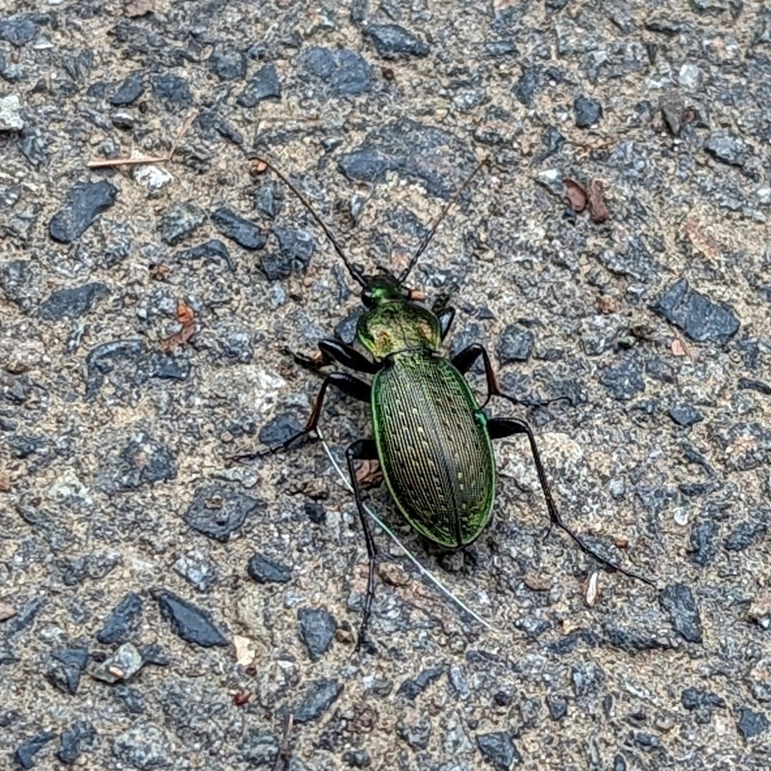 KiichanNexus4's tweet photo. メタリックな虫がスキ

＃オサムシ　＃歩行虫　＃筬虫　#GroundBeetle　#insects  

手塚治虫 先生（本名：手塚　治）のペンネームの由来になった虫さん https://t.co/UQzQPgseft