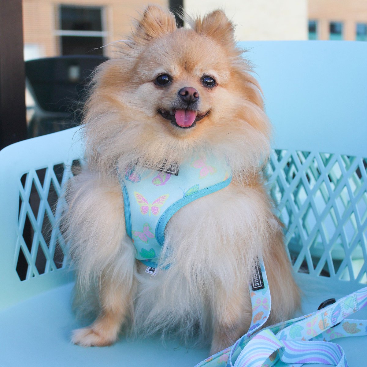 Who else has Friday feels? #dogsoftwitter #pomeranian #pomeranians #cutedog