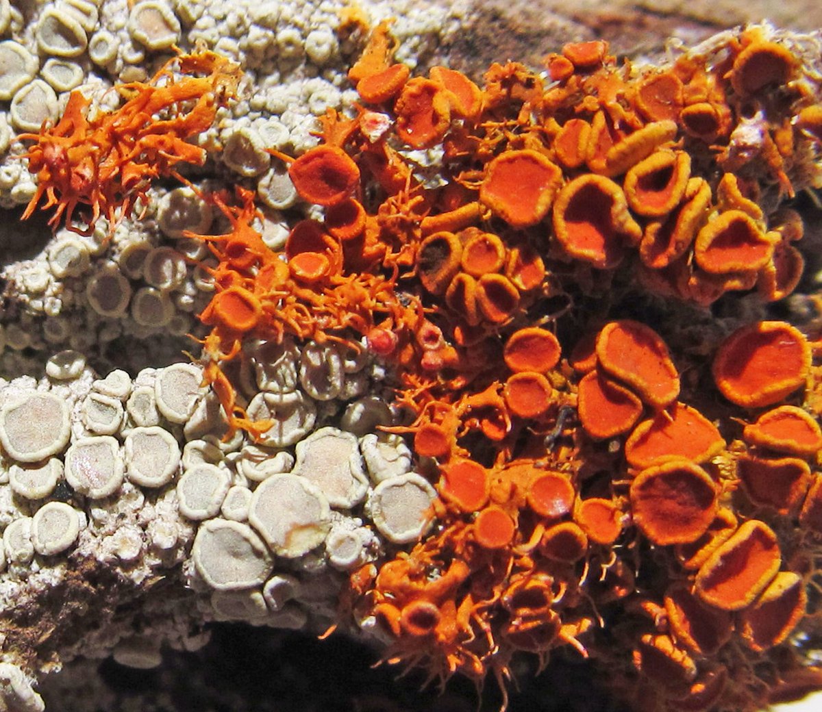Telischistes sieberianus, a lichen on Callitris bark. Eugowra, NSW, Australia