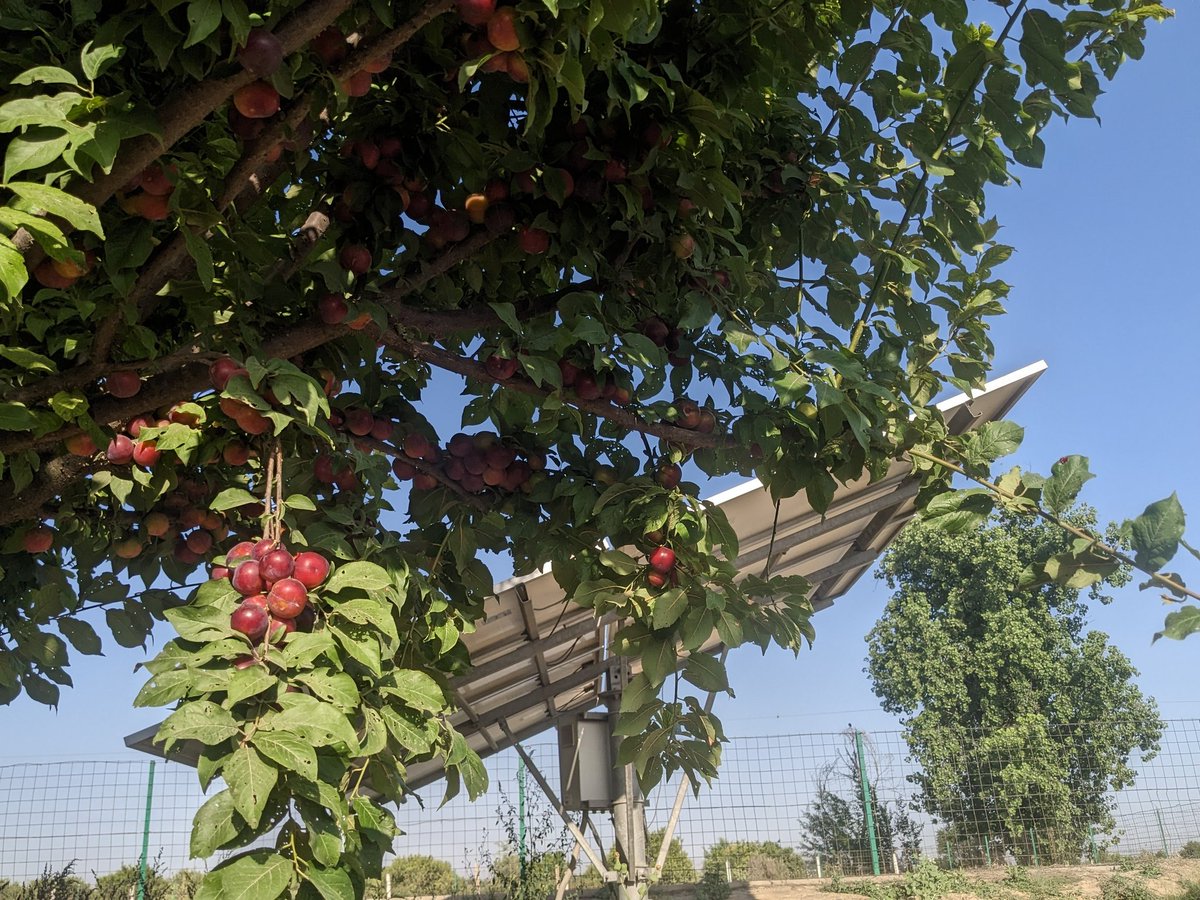 Ajayvirjakhar's tweet photo. This is the fruit of a plant planted between a Plum plantation for pollination purposes. https://t.co/OXlqWyuk3E