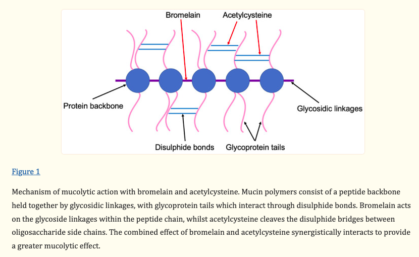 HealthyFellow's tweet photo. #Bromelain &amp; #acetylcysteine (#BromAc): A novel approach to the treatment of #mucinous #tumours 

https://t.co/unpMmERkdV 

@_atanas_ @_INPST @ScienceCommuni2 @DHPSP @DrPalmquist @DominicDAgosti2 @tnseyfried @CancerEvolves @Integrativeonc @chydorina @BioavailableNd @ACSCAN @AzCIM https://t.co/SU5DJcGb4k