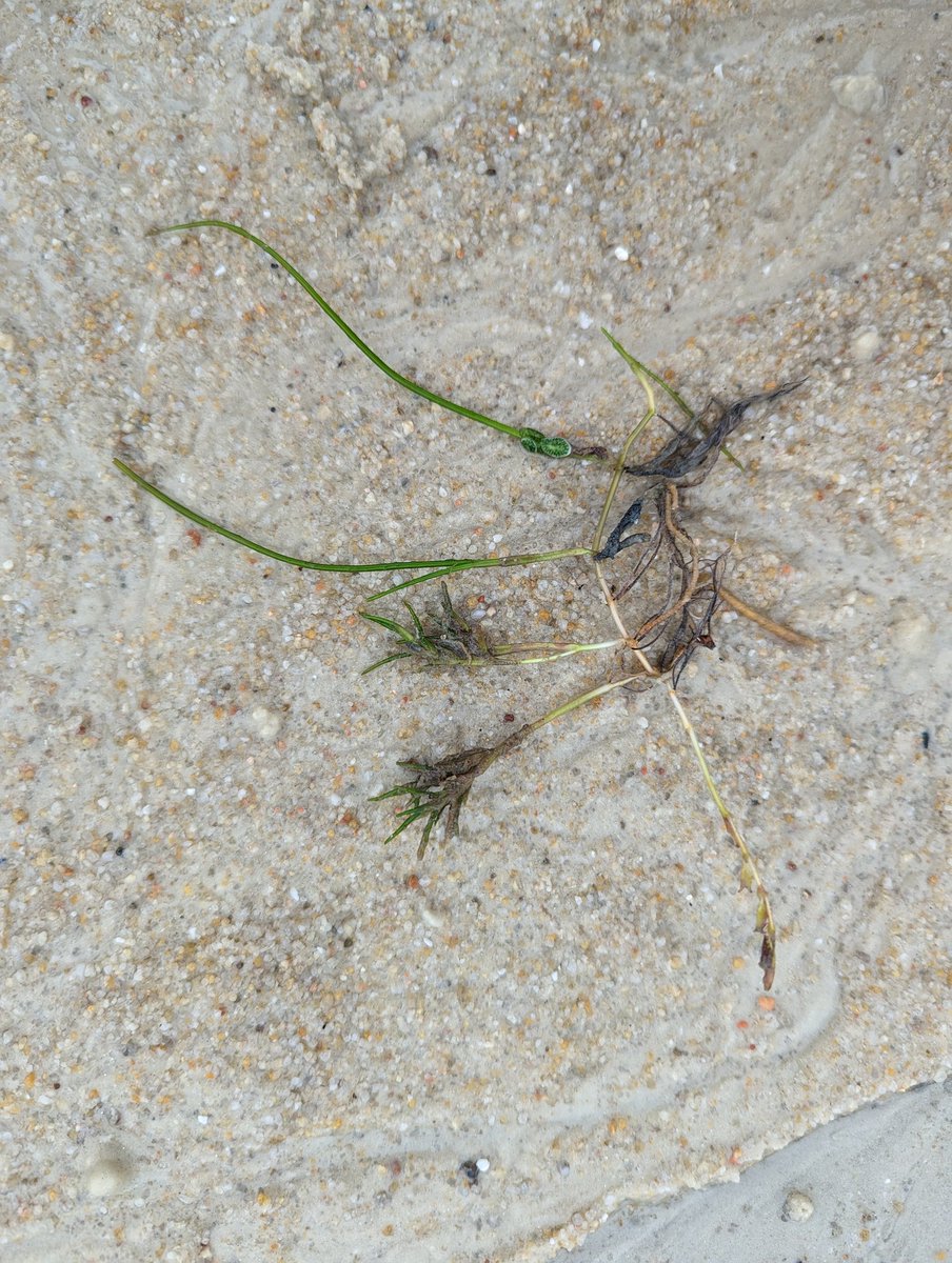 Pavarness's tweet photo. In one site, we found Syringodium isoetifolium flowers which might be an indicator of stress. https://t.co/NcdAbEa6fA