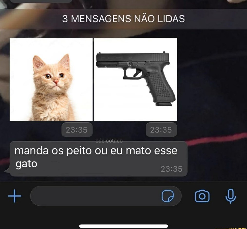 perfil dedicado a gatinhos e peitos (@odeiootaco) on Twitter photo 