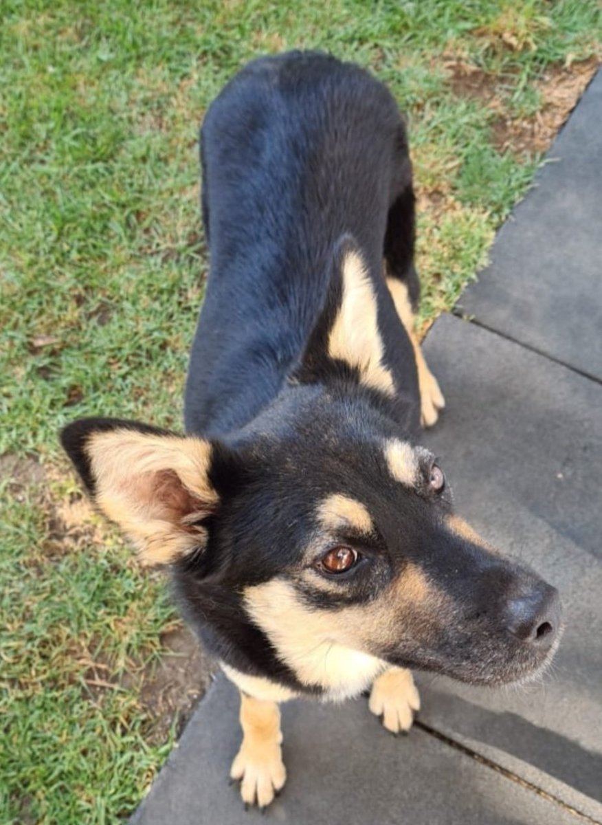 Dcyon's tweet photo. Me #Adoptas ? #AdoptaNoCompres #adopcion #BuscoCasita #OptaPorAdoptar 💙pta
P❤r Ad💚ptar Hembra talla M actividad media 4 años #CDMX Info #WhatsApp 5555040979 https://t.co/xvG7lN5cdo