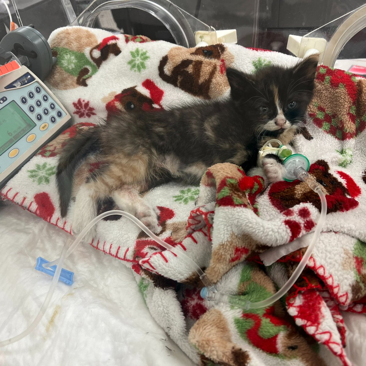 The Arrow Fund tweet media