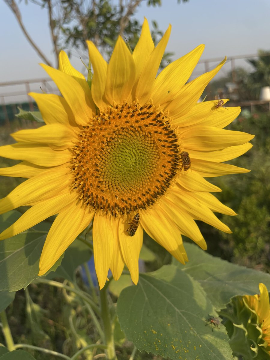 ज़िंदगी गुलज़ार है आज शनिवार है ! happened to look at my left while #Cycling 🚴‍♀️saw the gleaming,golden #Sun ☀️ shining to usher in a new day! looked at my right & the #Moon was still up, as if it was just waiting to meet sun #Astrophotography #BlessedAndGrateful #inspiration