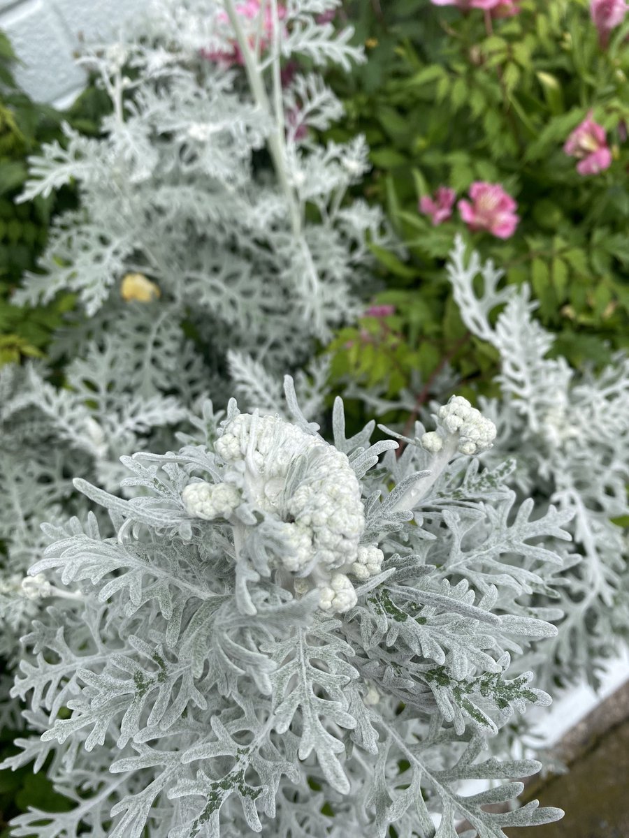 knMnu7NSrFUI3R4's tweet photo. # 何の花？

シニアは赤、黄、ピンクなど綺麗な色ばかり主役ばかりで寄せ植え作ってしまう。

お若い人の真似してチョコレートコスモスや白い物あしらった。

花が終わり庭に白ちゃんだけ下ろしたら、何とカリフラワーみたいな蕾が花が！茎は板みたいな👀🔍、ビックリポン🫢。

園芸店で名前確かめる👌 https://t.co/uuVkTRXcTU