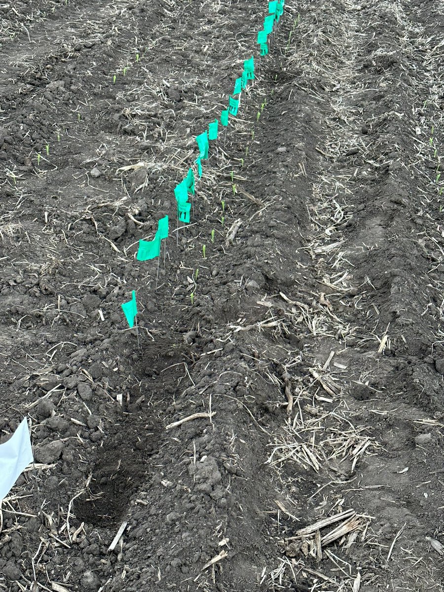 I need a ruling here on emergence…
Scripted 34-35k. 
26–> day 1
1–> day 2
7–> gophers….
<a href="/PrecisionPlant/">Precision Planting</a> <a href="/LGSeeds/">LG Seeds</a>