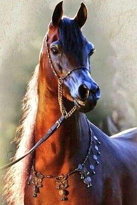 HELLANBIGLOVE's tweet photo. 🌸🕳⭐ #Spendid #ArabianHorse ⭐🕳🌸 https://t.co/sGgDEwLZ9j