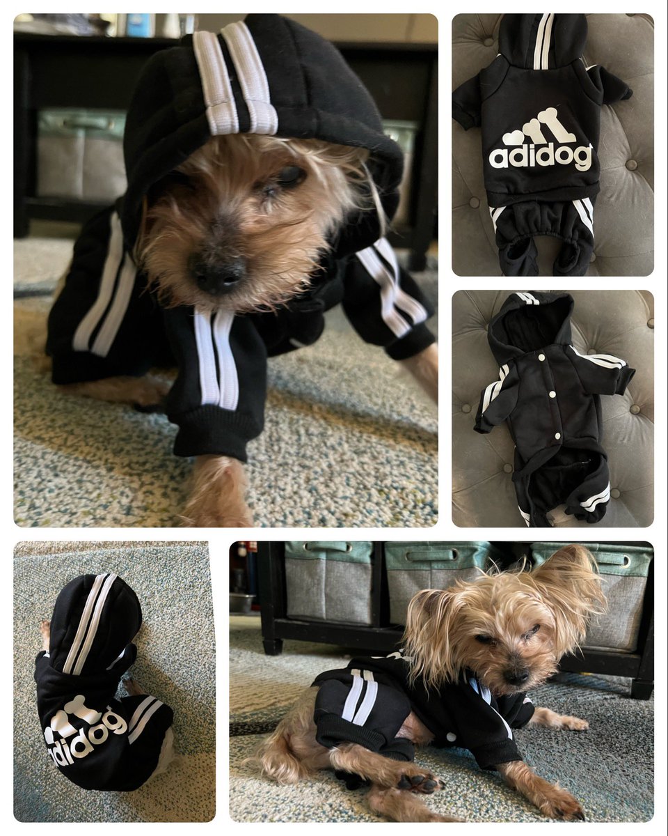 TheHerdHouse's tweet photo. Herd Mail for Kurt Cobain. He’s ready to start training for the Pawlympics thanks to Beckham @NobleMorkie.
#KindnessMattersッ #Adidog @adidas https://t.co/yEMiHcdk45