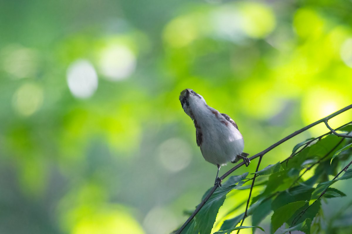 Eric Balcanoff tweet media