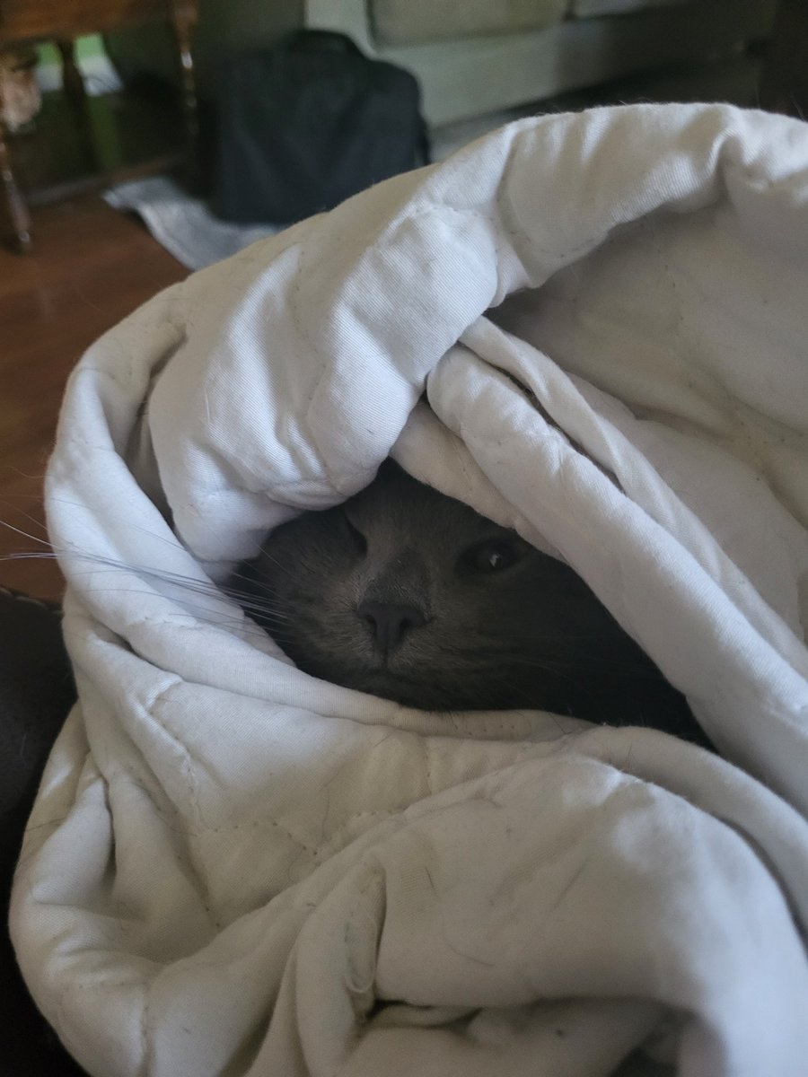 DDena7's tweet photo. If you see this, QT with the most recent photo you took of your pet. No cheating.

Lord Flumph of Underbridge https://t.co/Vo7Mi5kcJs